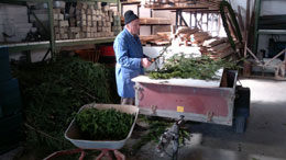 Helfer fertigen Girlanden